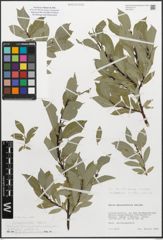 Foto von Salix myrsinifolia Salisb.
